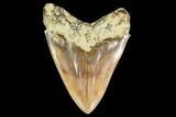 Killer, Fossil Megalodon Tooth - Indonesia #149847-1